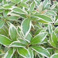 Pieris japonica 'Little Heath Variegata'